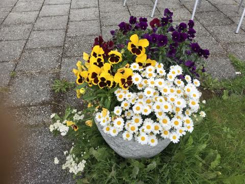Håp om vår