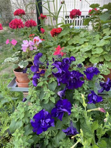 Flotte blomster i drivhuset til Elisabeth S.
