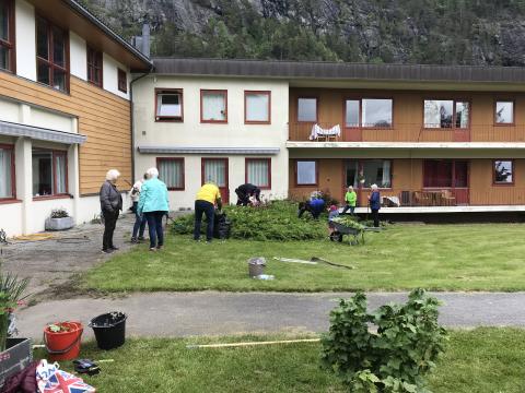 Dei sprekaste tok seg av luking av skvalderkål!