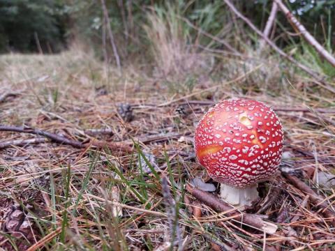 Foredling av sopp og bær