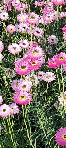 Vi fyller 90 år med blomster fra Holo!