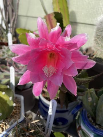 Epiphyllum