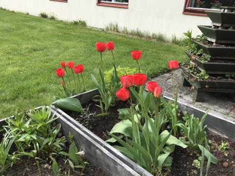 Vårblomar.