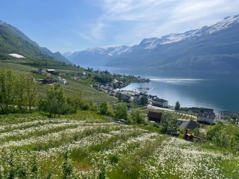 Landskapsbilete av Lofthus , fruktbløming , fjord og fjell