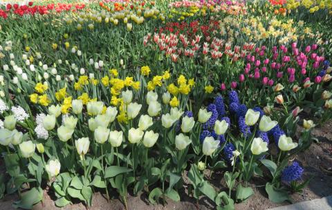 Tulipaner