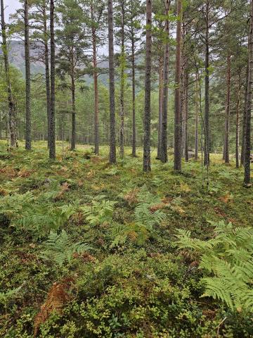 Furuskog i Kinsarvik