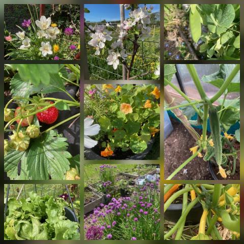 Kortreiste grønnsaker