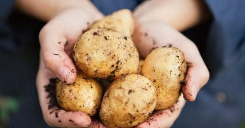 En håndfull poteter