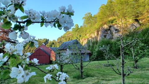 Vigatunet - fruktblomstring