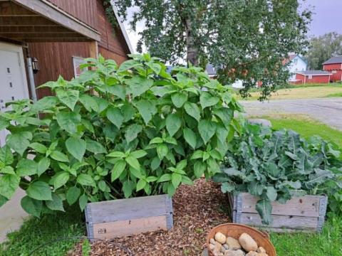 Pallekarmer med god vekst av matplanter