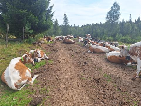 En fin samling Telemarkskuer har siesta