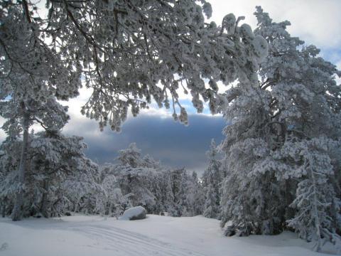 Nyt julefreden både med og utan snø. Foto: Rønnaug Børresen. 