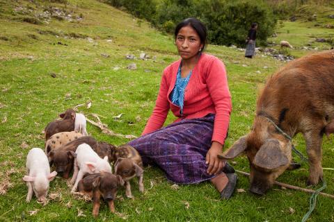 Catarina Sebastian Marcos, og hennes griser. Catarina er 24 år gammel og en del av arbeidet til kvinneorganisasjonen AMEDPIK. AMEDPIK får støtte fra Utviklingsfondet og ASOCUCH for å hjelpe kvinner på landsbygden. Catarina har fått et mikrolån som hun brukte til å kjøpe en gris, en investering som mangedoblet seg på kort tid. De nye husdyrene betyr mye for henne i et samfunn der kvinnene ikke eier stort og ikke har store sjansene til å skaffe et selvstendig livsgrunnlag.