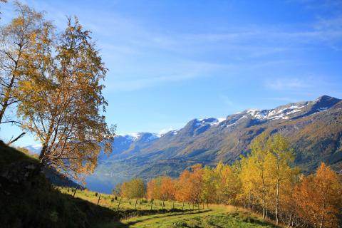 Sørfjorden i haustfargar