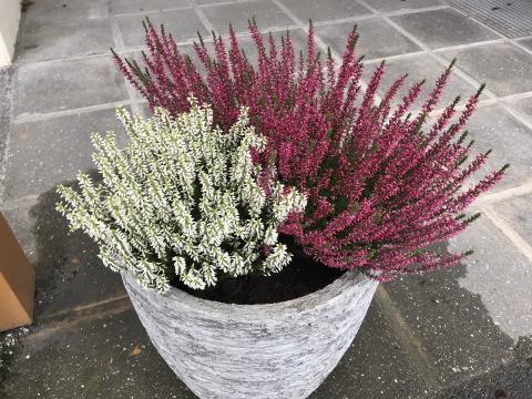 Fin haustlyng i krukkene.