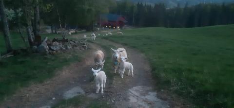 sauen til Terningen