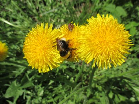 Løvetann, humle og bille en sommerdag