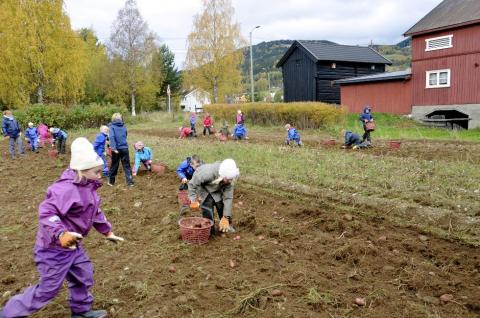 Potetprosjekt på Jørstadmoen skole