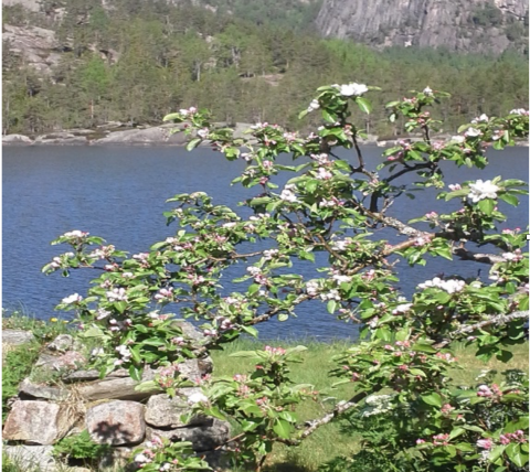 Et blomstrende frukttre. Foto: Ukjent