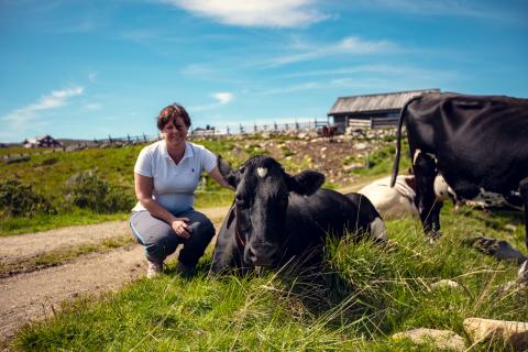 Forskere har funnet at plantene og urtene beitedyra spiser på fjellet bidrar til høyt innhold av gunstige fettsyrer, antioksidanter og vitaminer, og at smaken påvirkes i melk og kjøtt. Hvilke muligheter gir disse funnene  for den norske seterdrifta? Foto: Bård Gundersen/Meny