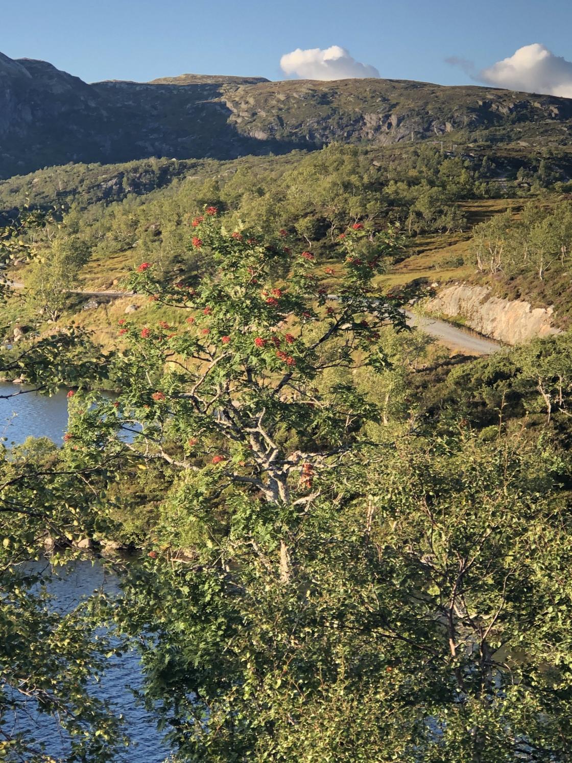 Bli kjend i bygda