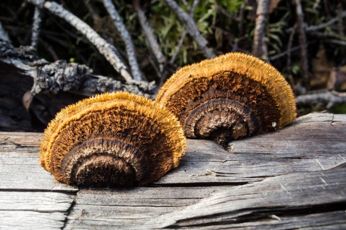 Bildet tatt av Ingun Maritt Orderud - tre sopp på gammelt tre