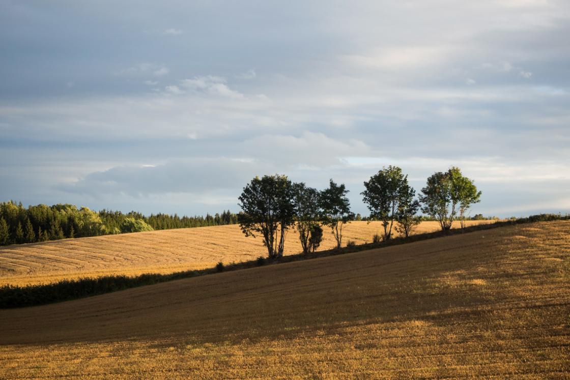 Bildet tatt av Ingun Maritt Orderud - åker