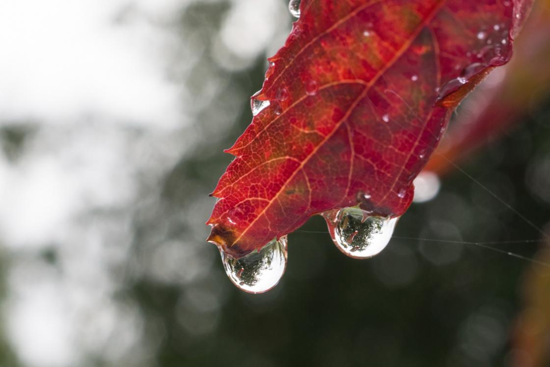 Bildet tatt av Ingun Maritt Orderud - blad med dråper av regm