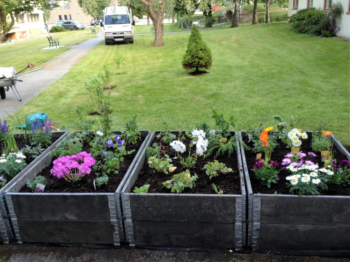 Staudebedet nyplanta i pallekasser