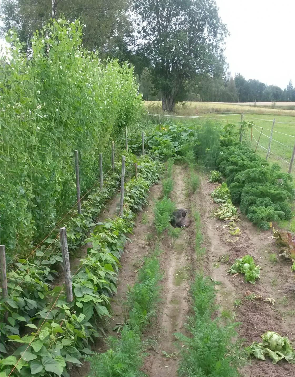 Mye å høste på lite areal