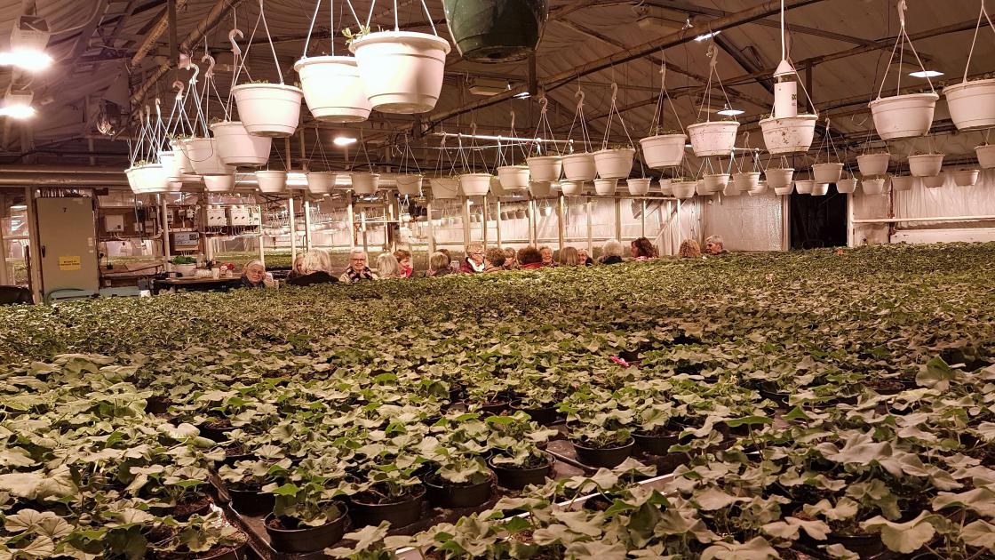 Midt blant pelargoniaen dukker bygde damene opp