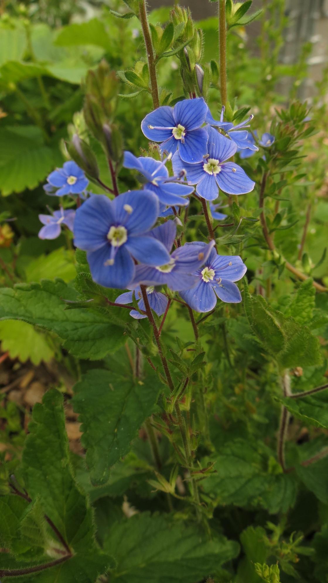 Veronika, du vakre blå