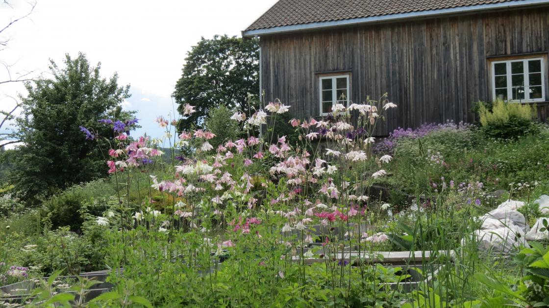 Kan aldri bli for mange akeleier