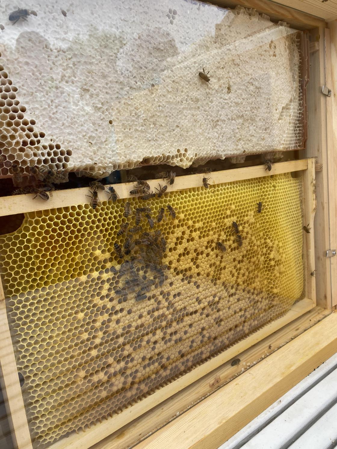 Livet i bikuben- demokube