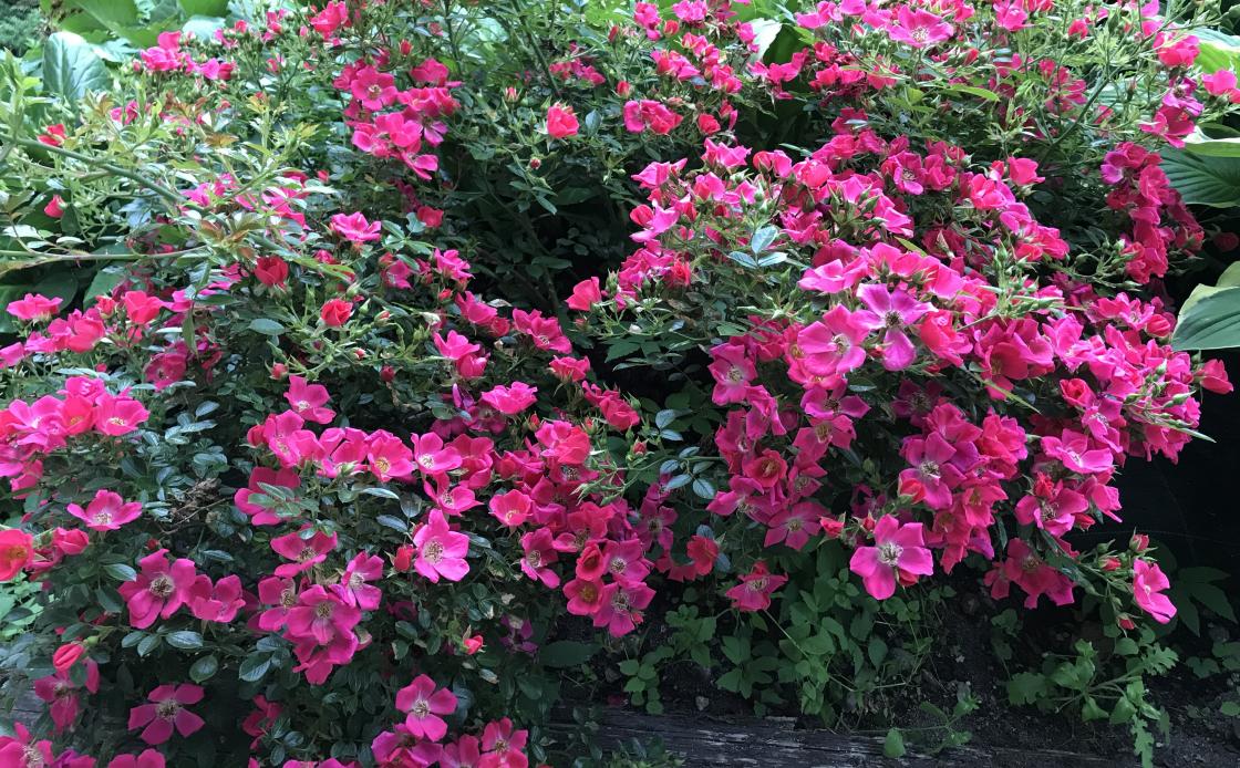 Kryprosa ,- flott som alltid!