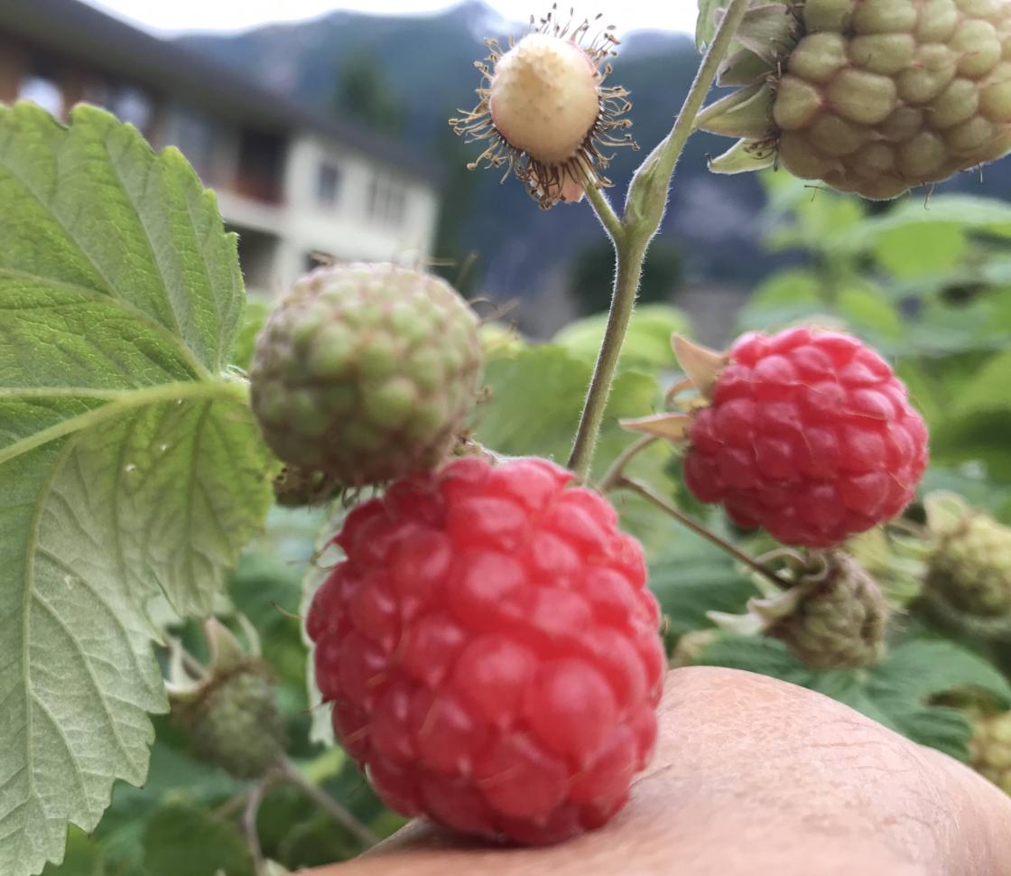 Nydelege bringebær.