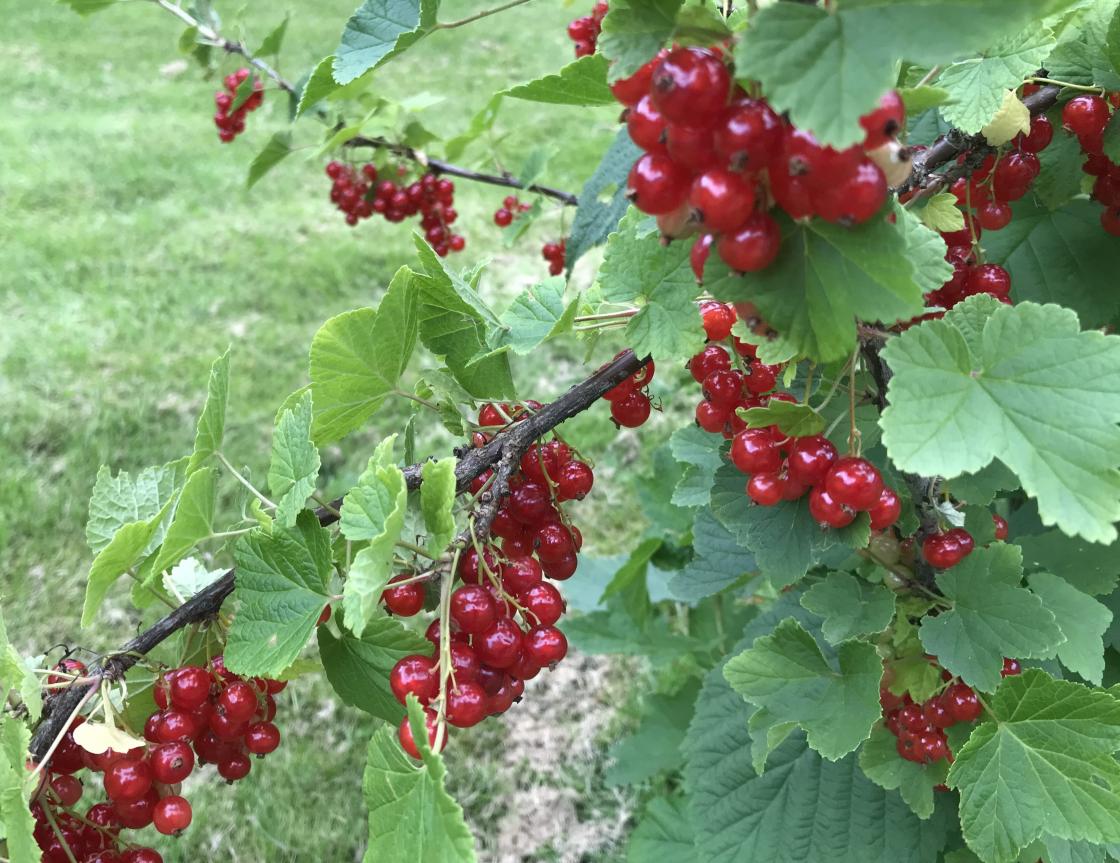 Ripsa begynner å få farge.