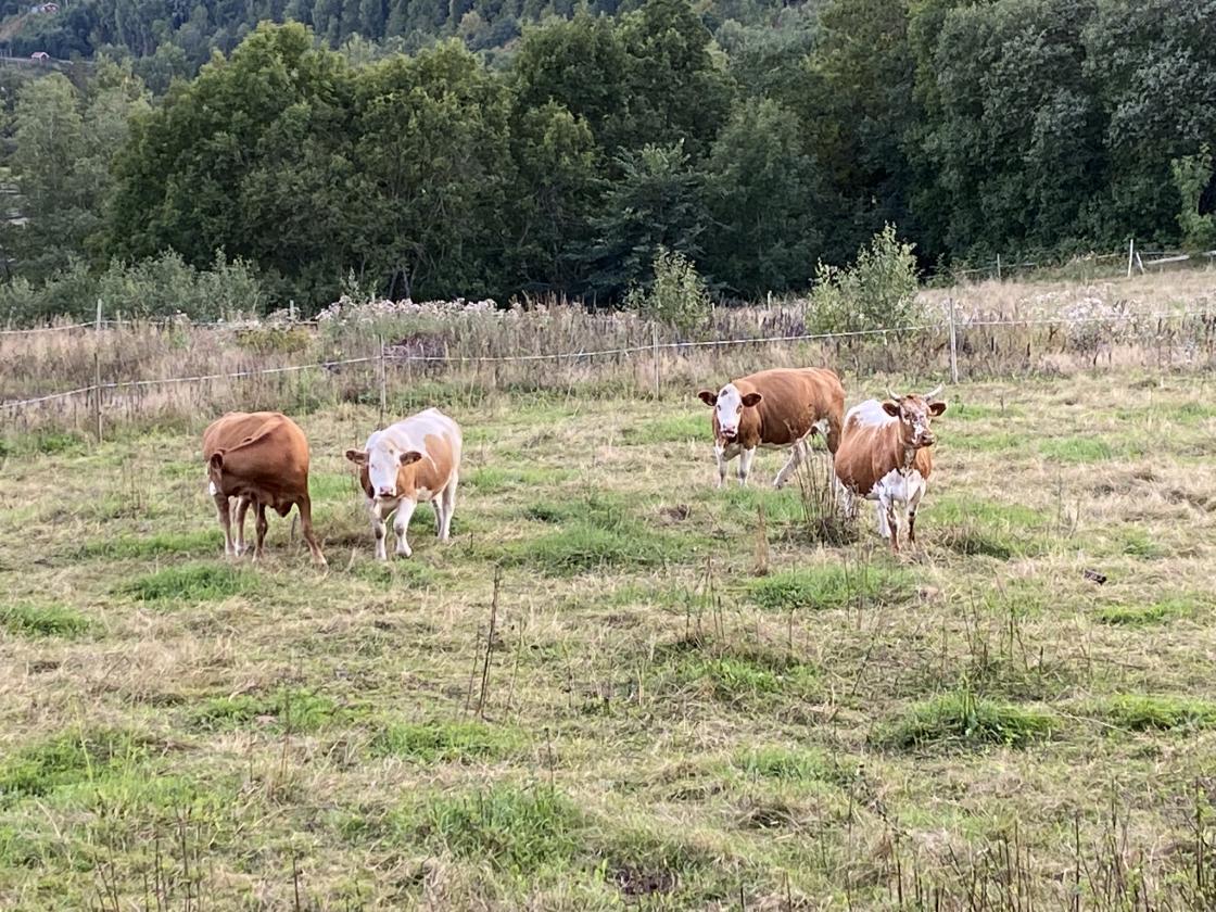 Bygdevandring til helleristningene