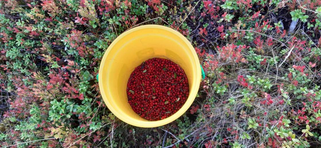 Masse bær!