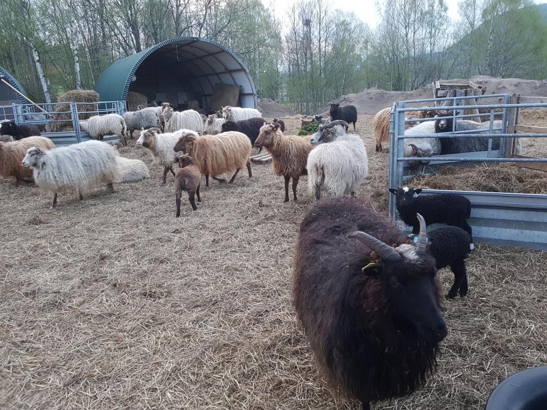 Lørdal Gaard spiller på mange strenger -  bl.a. gamalnorsk spelsau
