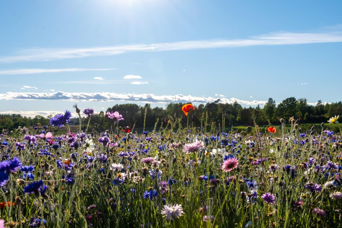 Men snart, snart kommer sommer...:)