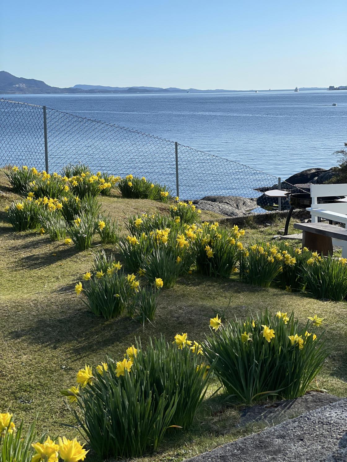 Nydelige fylte påskeliljer. Nydelige fylte påskeliljer.