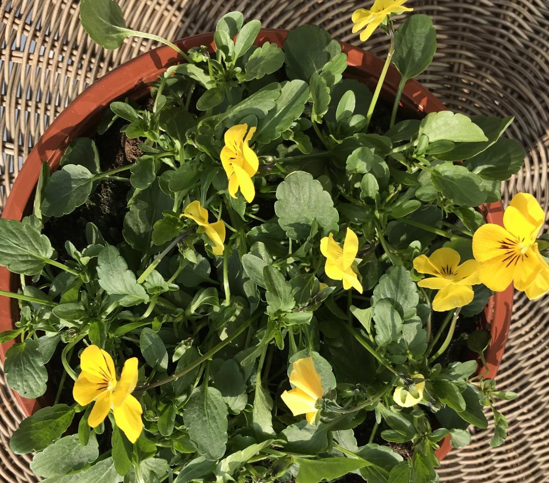 God påske frå Vbk.