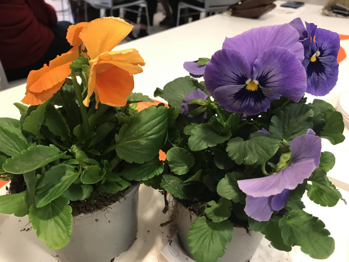 Fine stemorsblomster som gevinstar.