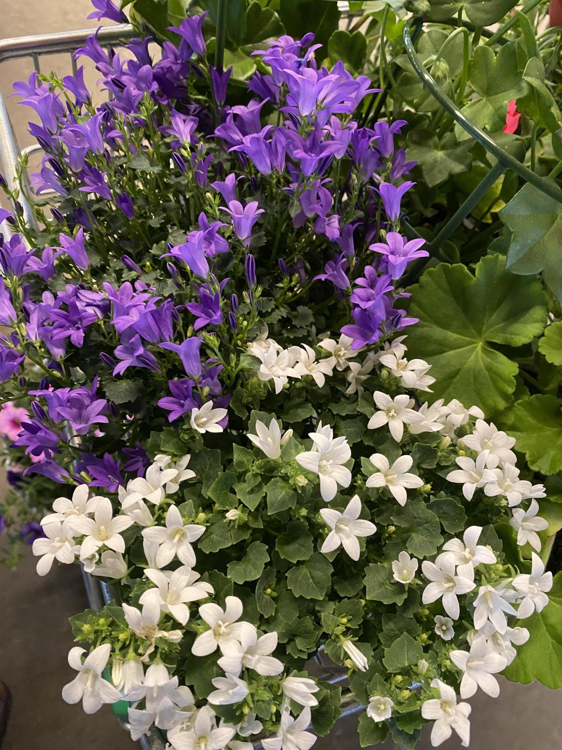 Medlemsmøte hos Hageland Hvittingfoss