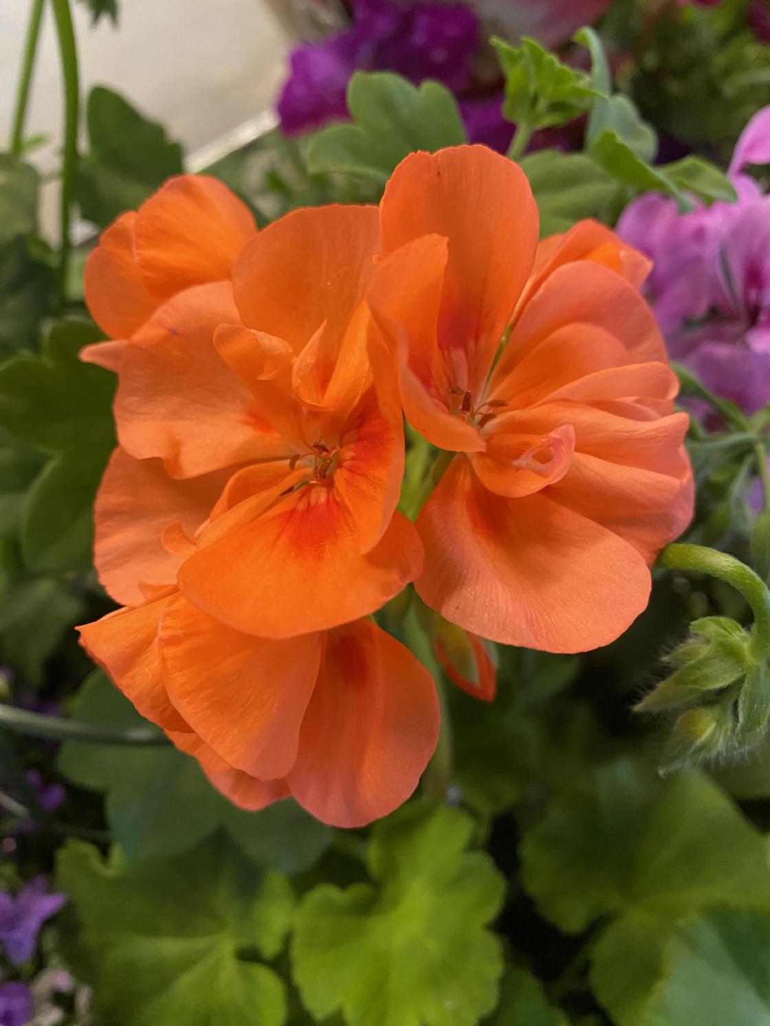 Medlemsmøte hos Hageland Hvittingfoss