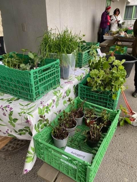 både stauder, sommerblomster og inneplanter