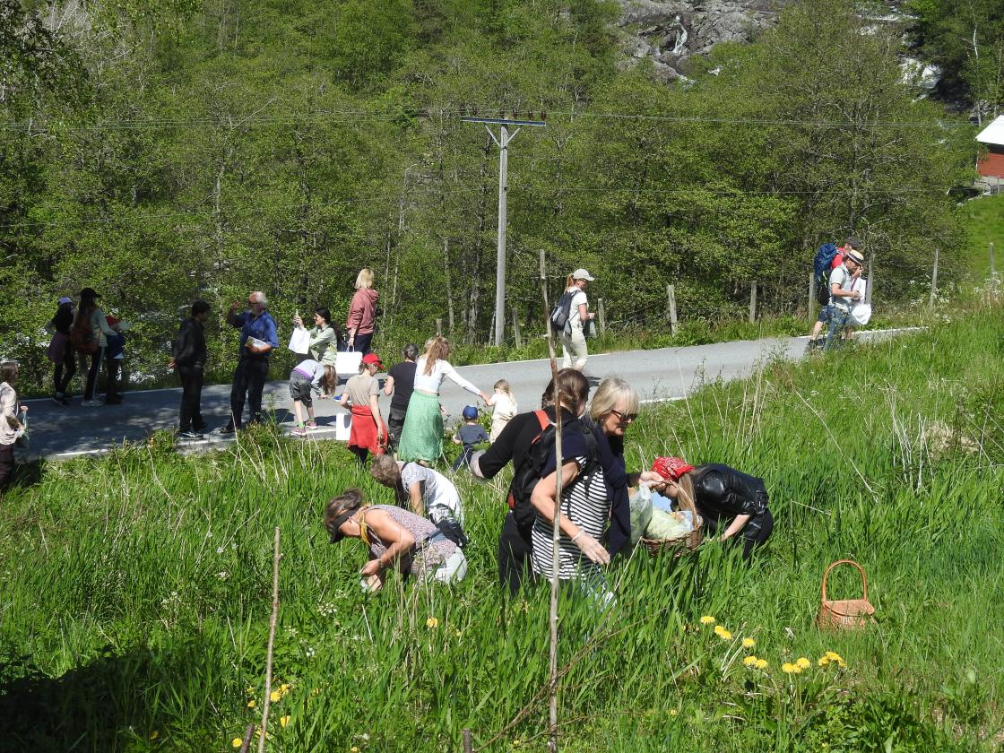 Ivrige etter å finne de rette brennesleplantene