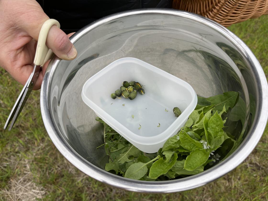 Vi fant masse grønt til salaten