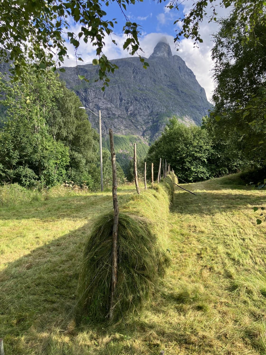 Ventar på høytørken